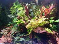 biopod scape 2