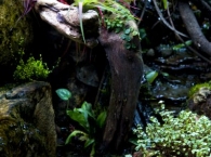 terrariums2